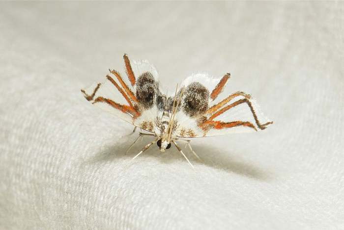 This harmless moth has wing markings that look just like legs. It looks just like a spider to other insects.