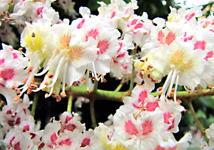 A horizontal view of a horse chestnut flower spike; the spikes are arranged vertically on the tree and look like candles