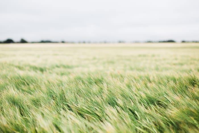 Come è fatto il tuo campo?