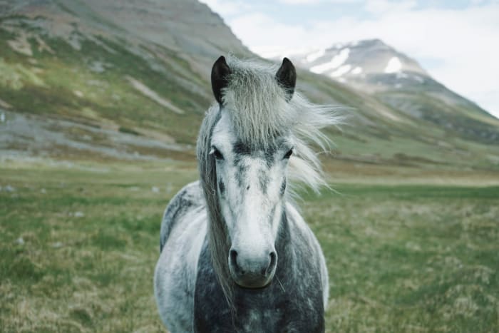 Il tuo cavallo se ne sta tranquillo o scalcia gli zoccoli?