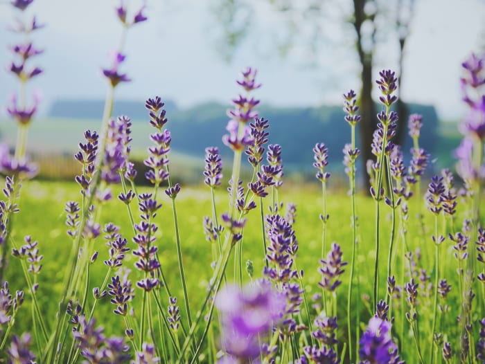 Il tuo campo è pieno di fiori o ce ne sono solo alcuni?