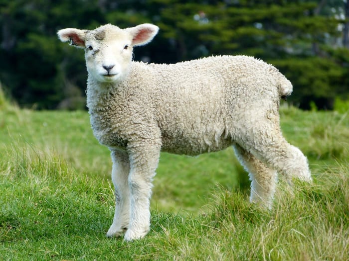 Scrapie in sheep was the first prion disease to be discovered.