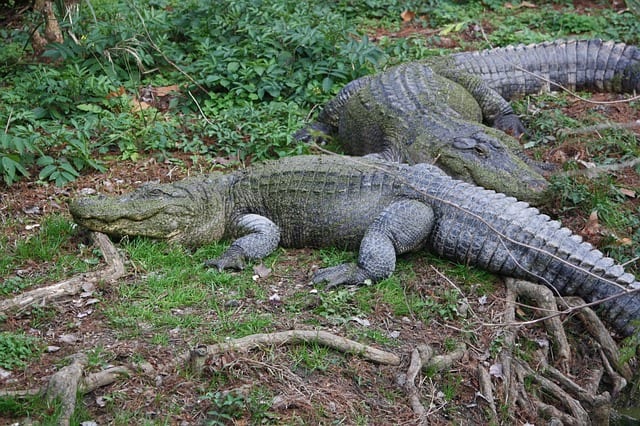 American alligators are found in the southeastern areas of the U.S. Although timid by nature, they can pack a powerful bite if surprised, confused, or threatened.