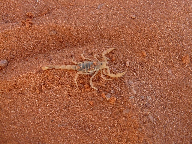 There are around 90 different species in the country, the most dangerous of which is the bark scorpion, which is most commonly found in the Arizona area.