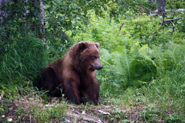 Once common, grizzly bears have dwindled in numbers. Black bears are the most commonly encountered. They are less aggressive than grizzlies but can be fierce if provoked.