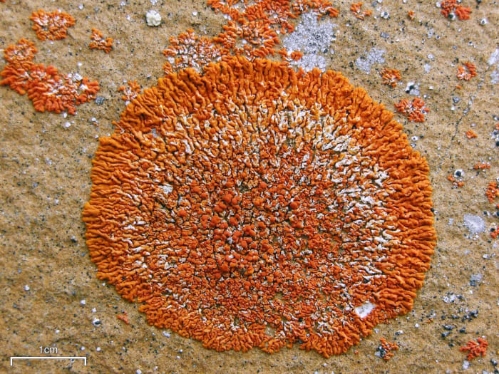 Xanthoria elegans is also known as the elegant sunburst lichen. It's classified as a foliose type, although its centre often appears to be crustose.