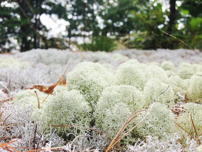 Reindeer moss grows on the ground. It forms patches that often resemble foam or a sponge when viewed from a distance.