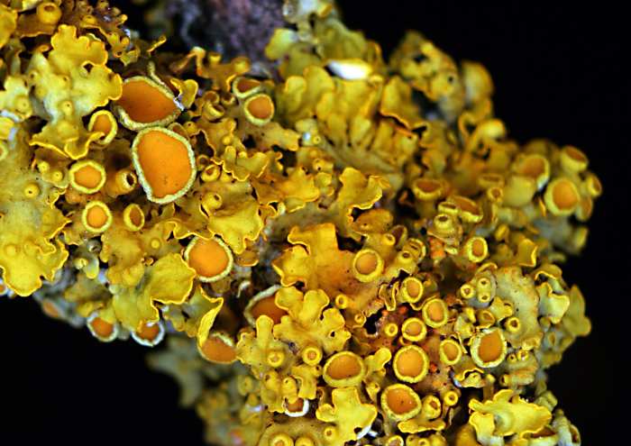 Xanthoria parietina is a foliose lichen that has a high resistance to pollution, especially in the form of nitrogen; the orange cup-like structures are apothecia and produce spores