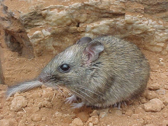 Russet Batomys or Dinagat Hairy-Tailed Rat (Batomys russatus)