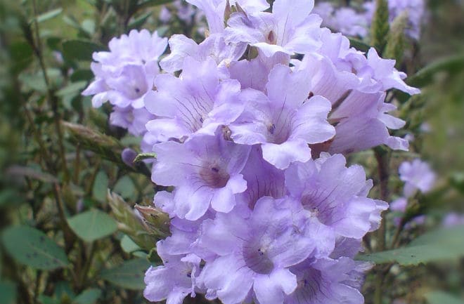 The shrubs that produce these bright purple bells grow at an altitude of between 6,000 and 7,000 feet. FLICKR/HARISANKAR