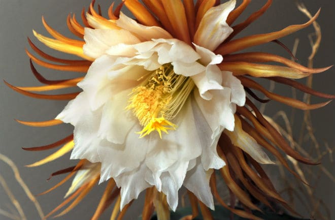 Because of its extremely short flowering period, the Kadupul flower is considered among the most valuable on Earth. CORBIS IMAGES