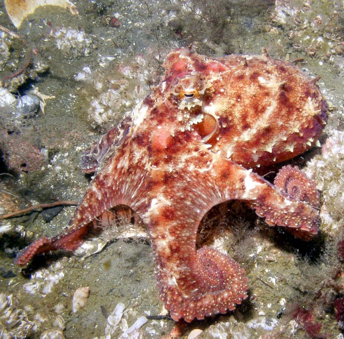 The East Pacific red octopus (Octopus rubescens) can be found off the coast of California and in other areas.