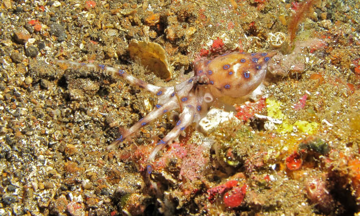 The blue-ringed octopus of Australia and Indonesia exists as several species and has a deadly bite. It's thought to be the only octopus that is dangerous to humans. This is Hapalochlaena maculosa.