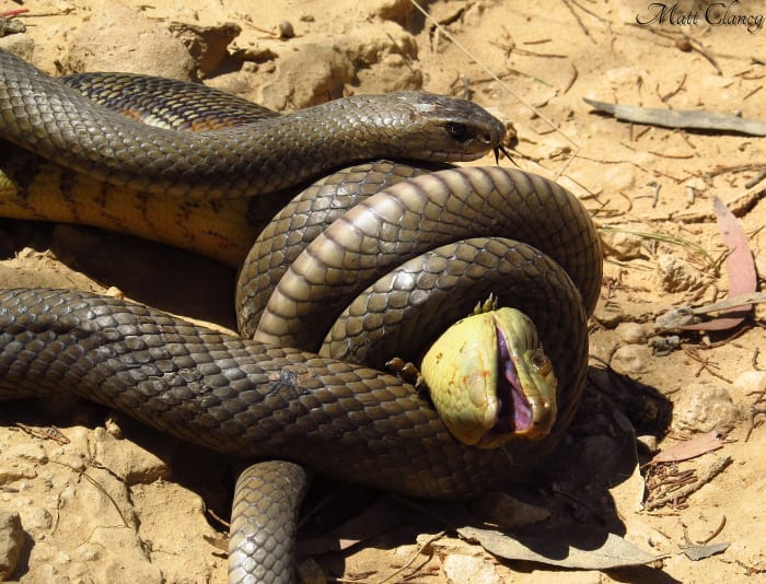 Esta serpiente marrón común es la segunda más venenosa del mundo.