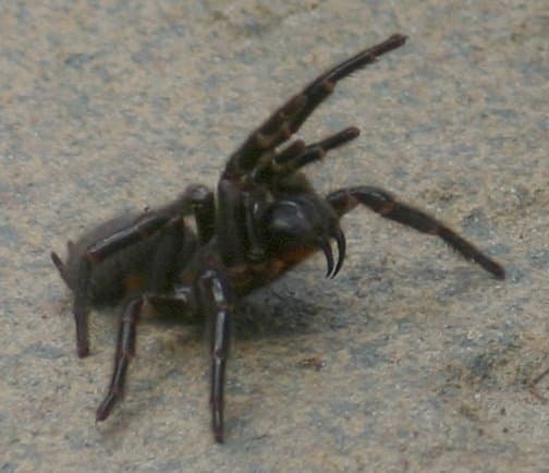 Una mordedura de araña de tela de embudo de Sydney es capaz de matar a un humano en 15 minutos.