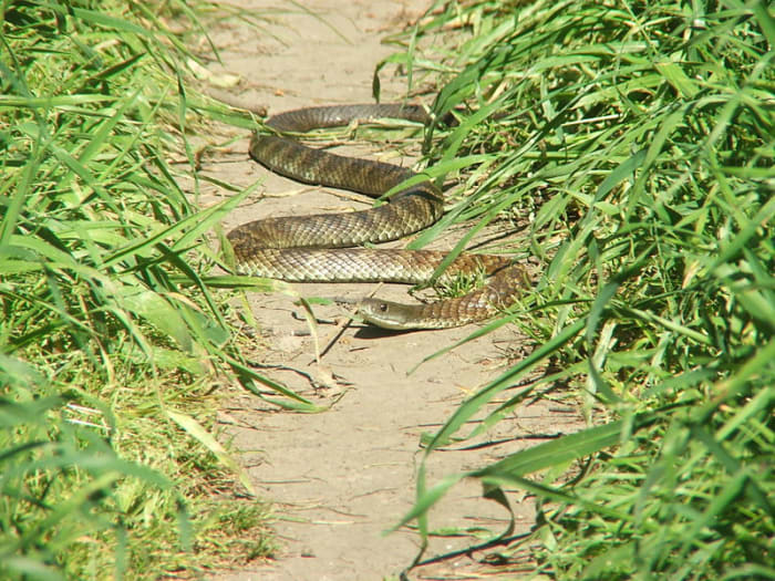 I serpenti tigre sono protetti nella maggior parte degli stati australiani - uccidere o ferirne uno può comportare una multa fino a 7 dollari,500 dollari o una pena detentiva fino a 18 mesi.