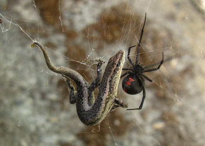 La hembra de espalda roja es más grande y más agresiva que el macho, y es la que da casi todas las 2.000 a 10.000 mordeduras que se producen cada año.