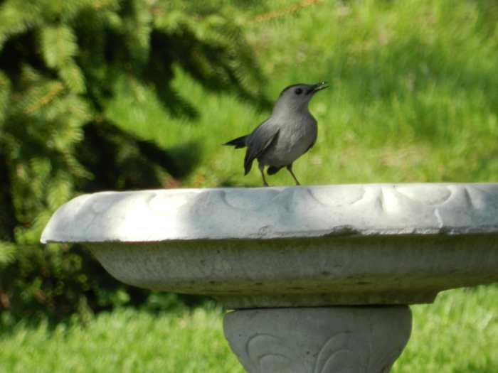 16 Common Songbirds of Pennsylvania Owlcation Education
