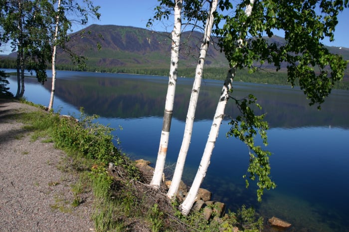 Bouleaux blancs ou bouleaux à papier le long du lac McDonald dans le parc national des Glaciers
