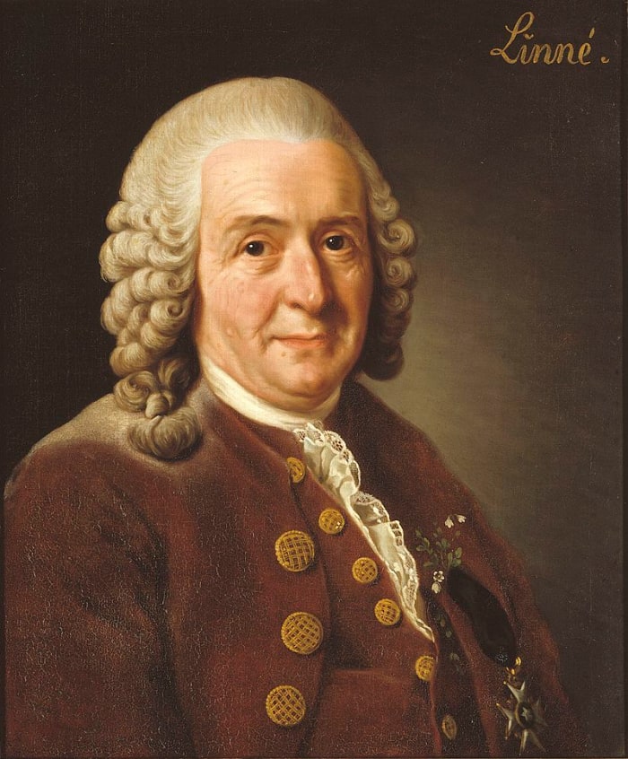 Portrait de Carl Linnaeus (également connu sous le nom de Carl von Linne). Ce portrait a été réalisé par Alexander Roslin en 1775. Carl était un scientifique suédois du 18ème siècle, qui a conçu une classification des plantes et des animaux en utilisant des mots latins descriptifs.
