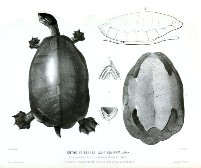 The earliest described chelydrid Emarginachelys cretacea (1852 Drawing)