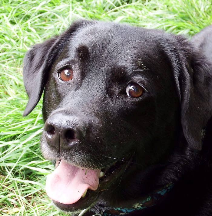 This is Misha when he was younger. I would love to extend his lifespan as long as I was confident about his safety.