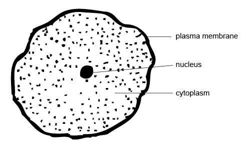 Being small and spherical helps cells to maintain a good volume to surface area ratio. Other adaptations include 'wobbly' membranes and flattening, all of which increase surface area and therefore the cell's ability to absorb substances by diffusion.