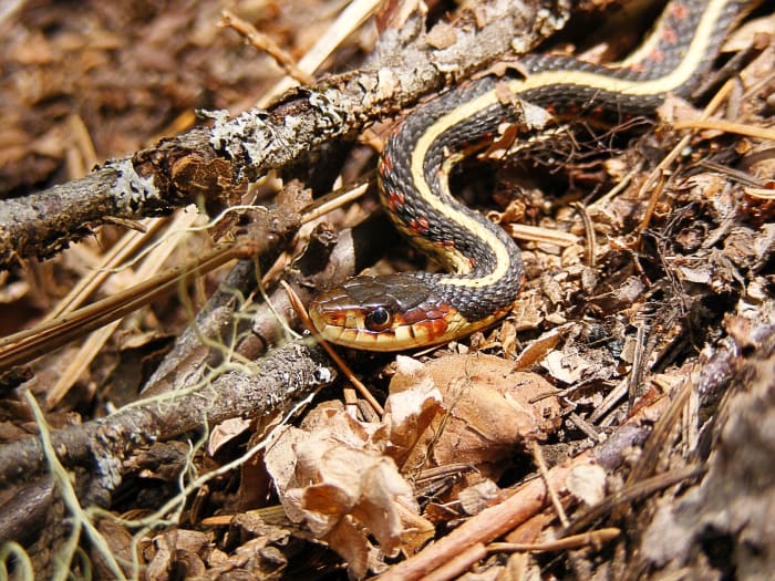 Identifying garter snakes by colour and pattern is often unreliable since the reptiles vary in appearance. This is another representative of Thamnophis sirtalis.