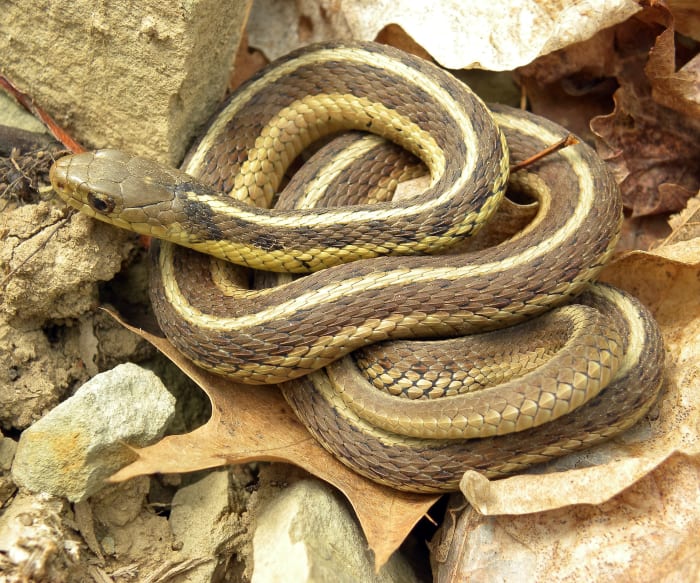 The eastern garter snake (Thamnophis sirtalis sirtalis) is a close relative of the red-sided garter snake.