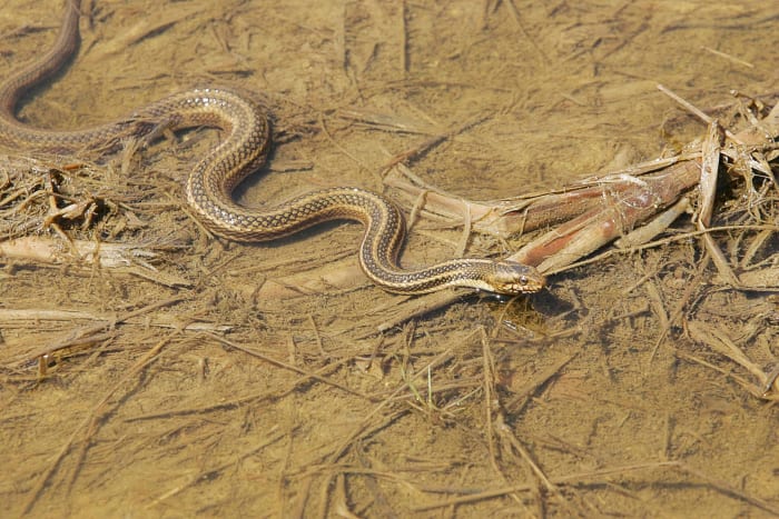 Like this eastern garter snake, the other subspecies of the common garter snake can swim.