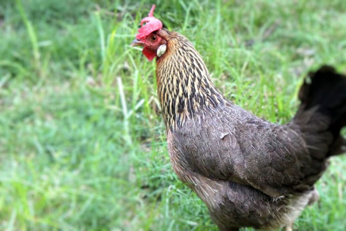Brown leghorns retain most of the wild instincts of their breed, and will often go completely feral if allowed to do so.