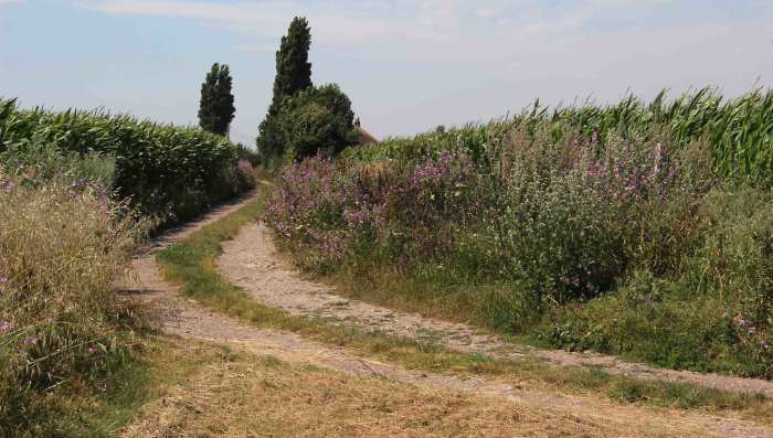 The dirt track leading away from the bend and between the trees was once the very beginnings of Watling Street