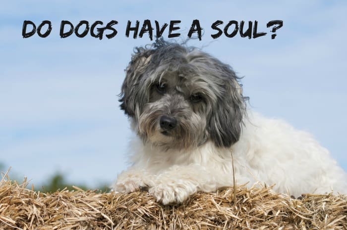 Most religions teach that only humans have souls, but some people nevertheless believe that animals also have souls.