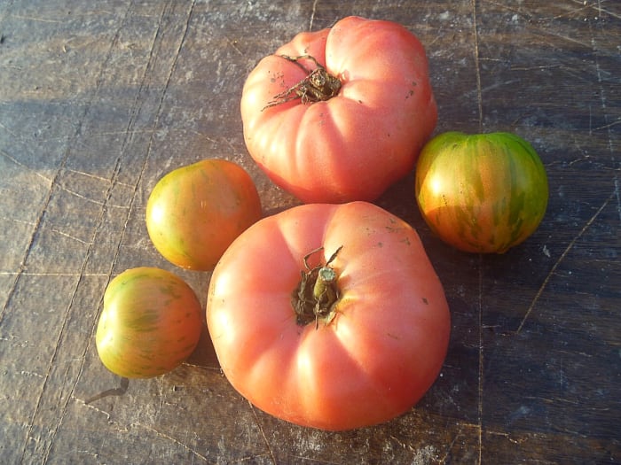 Brandywine tomatoes are pink in color. They are often considered to be the best tasting of all heirloom varieties.