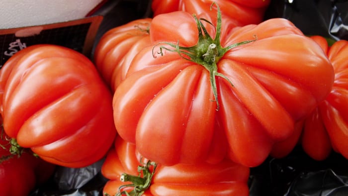 A Costoluto Genovese tomato