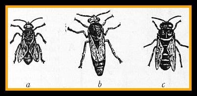 (a) worker (b) Queen (c) drone