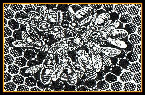 The queen bee reigns is surrounded by her “court”. The bees form a circle around her to protect her.