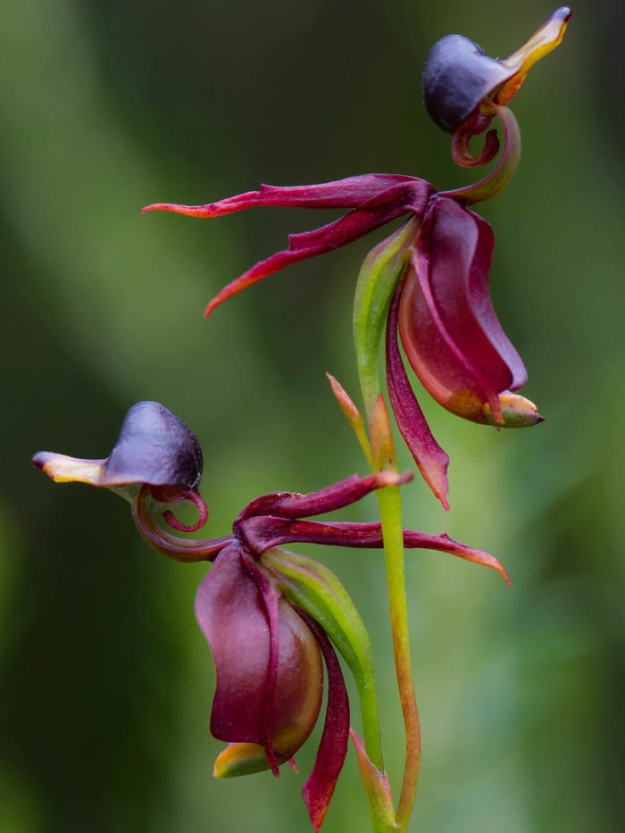 Flying duck orchids are appropriately named, as you can see. They are native to the Australian wilderness but are on Australia's vulnerable plant list, due mostly to habitat destruction.