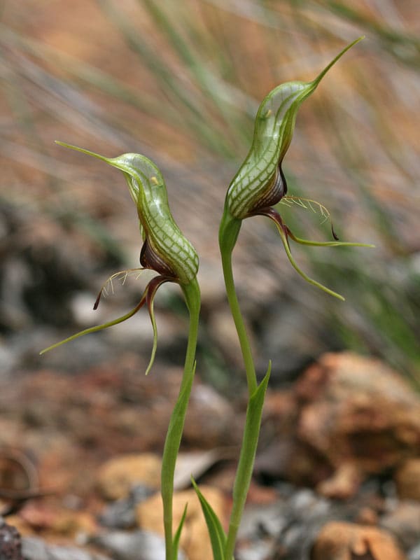 There are various species of bird orchids throughout most of the southwest part of Australia that are very similar in appearance, distinguished mainly by their size.