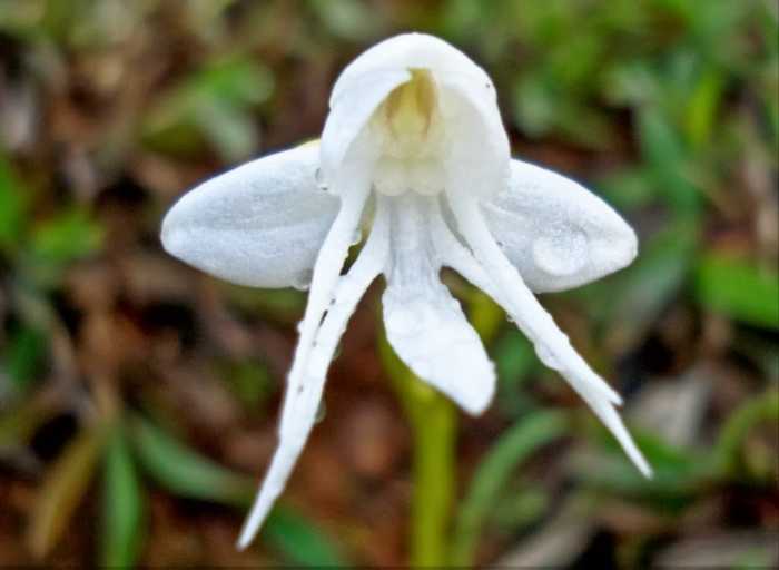 This beautiful angel orchid can be found growing in cool, moist areas of the eastern Himalayas and Vietnam. Common names include snow queen, coel cristata, coelogyne cristata and crested coelogyne.