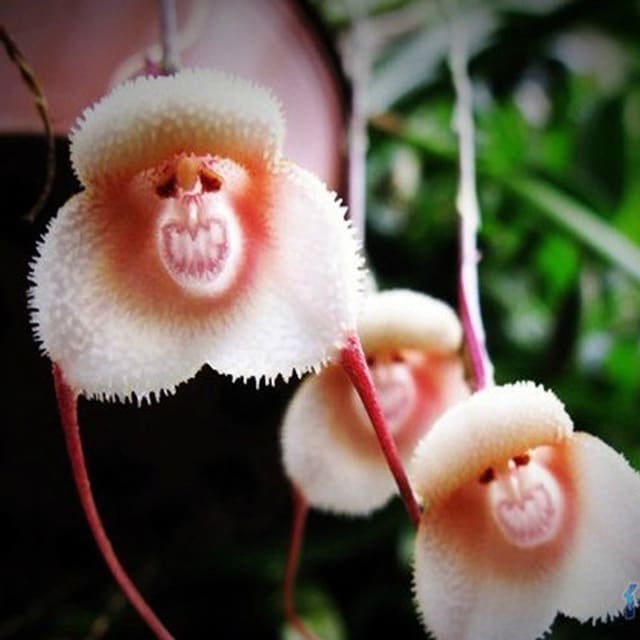 There are many varieties of monkey face orchids, and these photos represent a few of them. If you are interested in them, contact someone with your local orchid society.