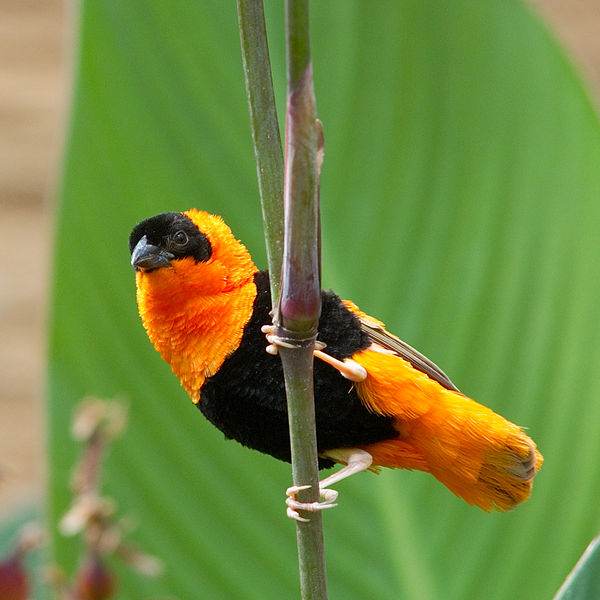 Euplectes franciscanus
