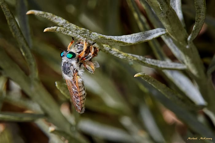 A robber fly in living color, preparing its lunch (an unidentified bug).