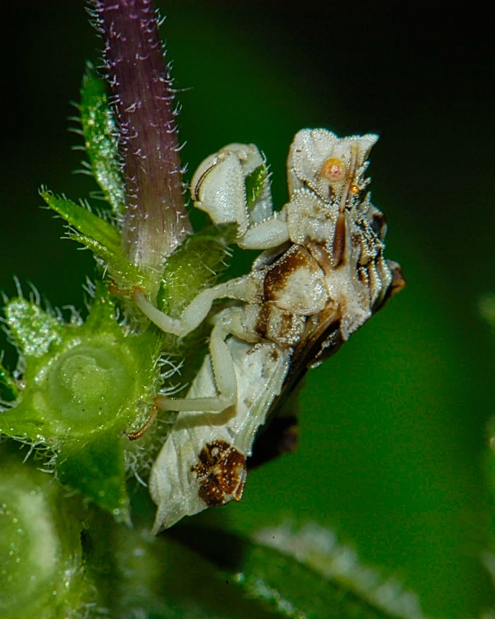 This is a jagged ambush bug, and they are called that because they are very patient and simply wait for their prey to come within striking distance. Maybe they wait because they realize they are very slow flyers and can be outrun by their prey.