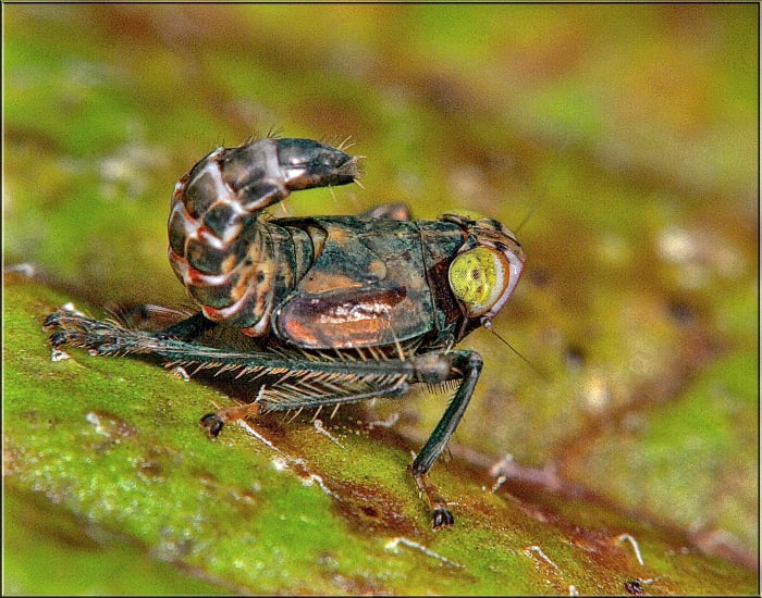 He's very ugly, but he's just an immature leafhopper, and usually only causes damages to plants. They rarely bite humans, and their bite is not harmful.
