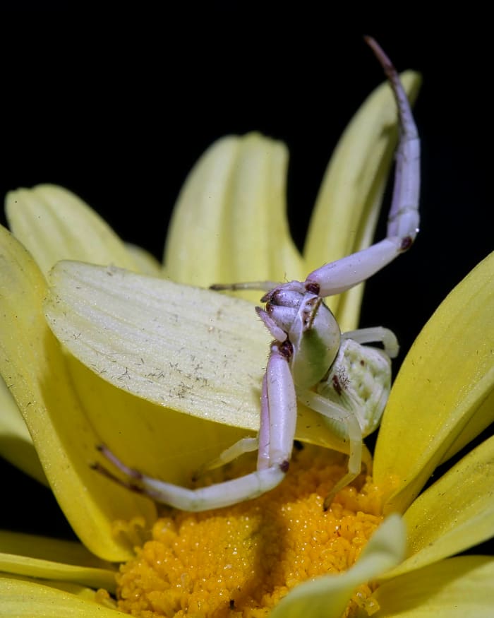 A crab spider - they are capable of completely changing colors when needed and grasp their prey in their two long, strong front legs, administering a poisonous bite. Their bite is not harmful to humans and luckily, they prefer to remain outdoors.