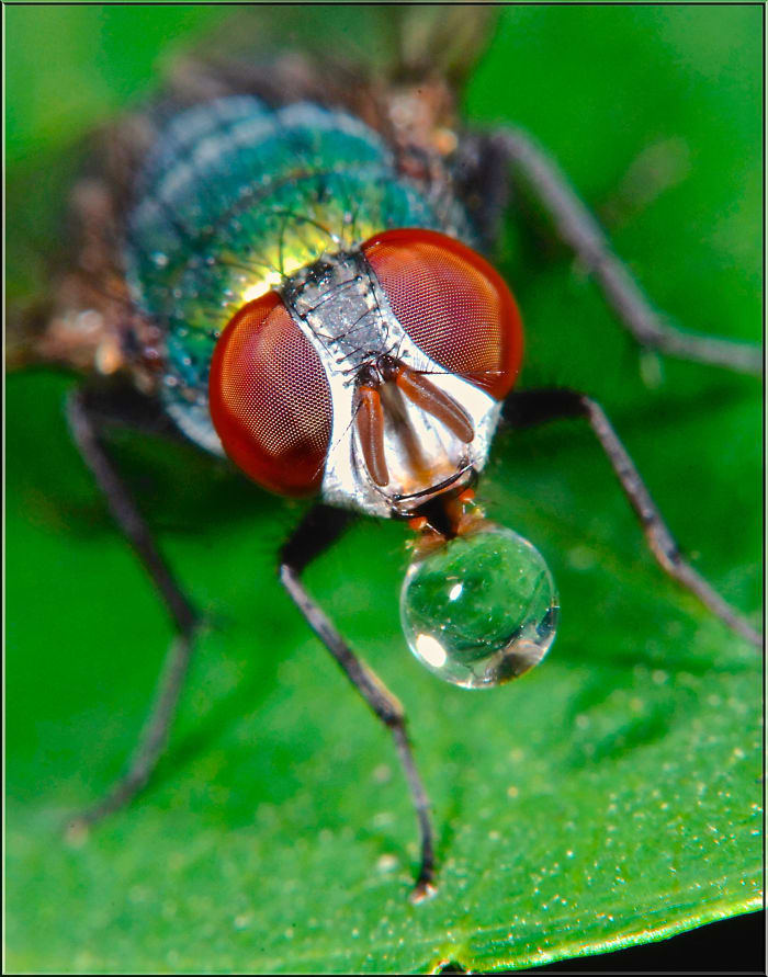 This is a green bottle fly regurgitating a drop of digestive liquid to dissolve his food. Creepy, so just go ahead and grab a fly swatter. He's only going to live two to three weeks anyway and is really irritating to humans.