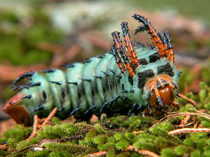 This is a hickory horned devil caterpillar and you absolutely DON'T want to be afraid of him, as he may be ugly but he is harmless. He is going to turn into a large, colorful regal (or royal walnut) moth.