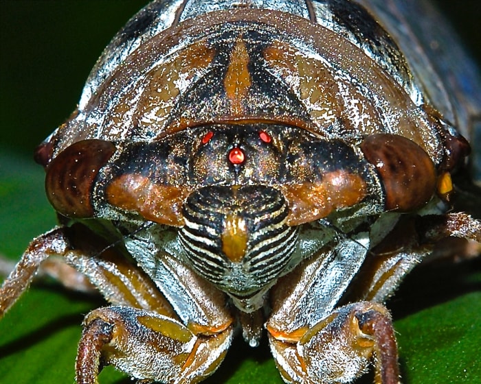 This ugly guy is referred to as a "periodical" cicada. His red eyes help to identify him as a periodical cicada, as opposed to a dog-day cicada. They are relatively harmless and only live about five weeks above ground.