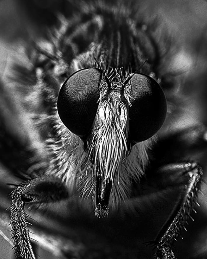 This is a robber fly, which is also called an assassin fly. If mishandled, he can inflict a painful bite, so stay away from this one. Mostly, he just wants to eat other bugs.